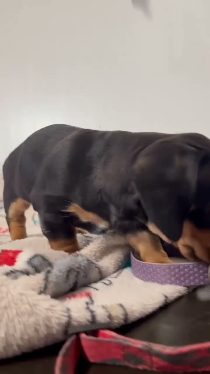 Miniature Dachshund dogs for sale: Miles - Video 1