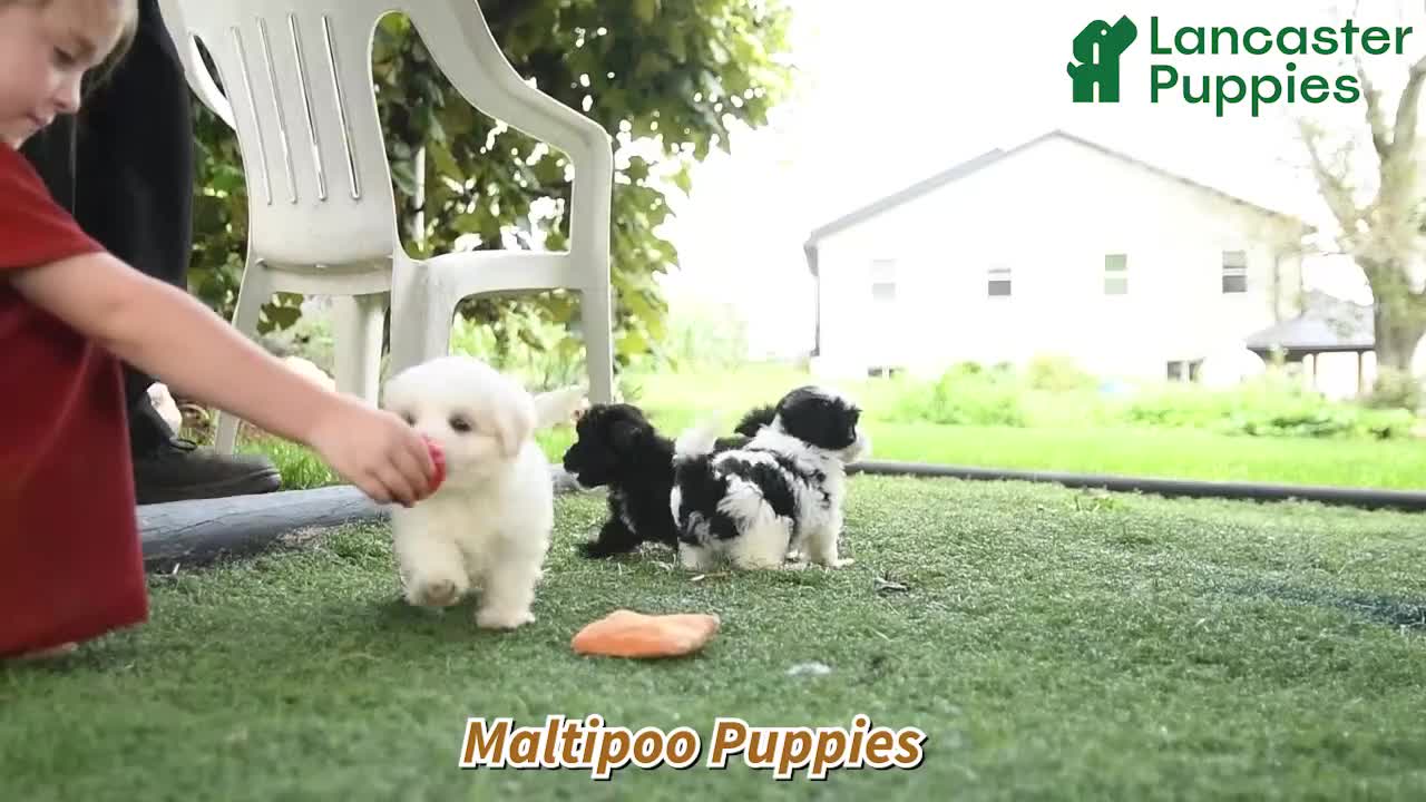 Maltipoo dogs for sale: Marlo - Video 1