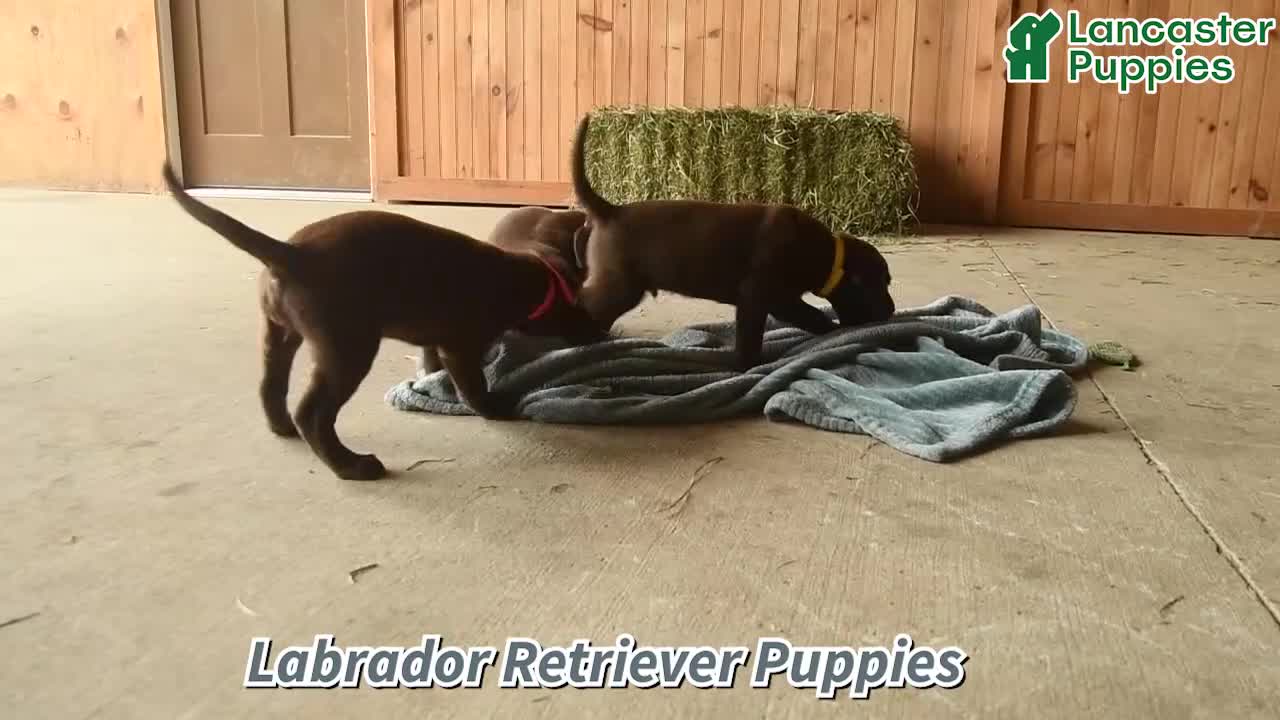 Labrador Retriever dogs for sale: Gadget  - Video 1