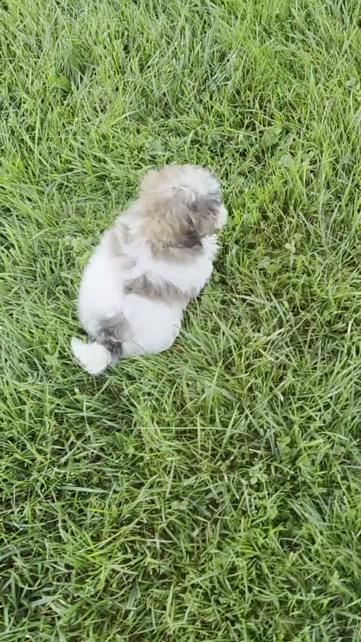 Shih Tzu dogs for sale: Freddie  - Video 1