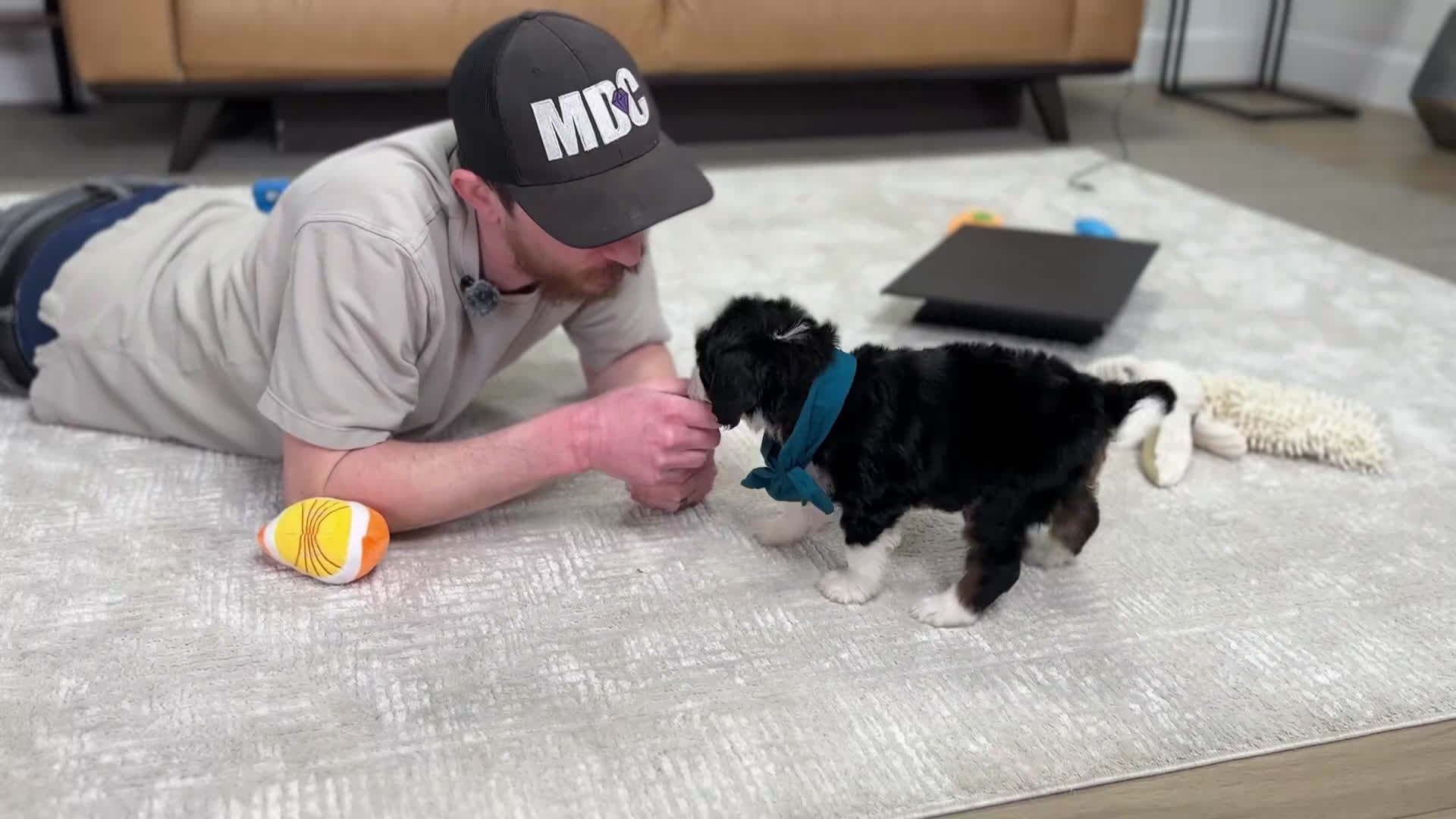 Mini Bernedoodle dogs for sale: Tera - Video 1