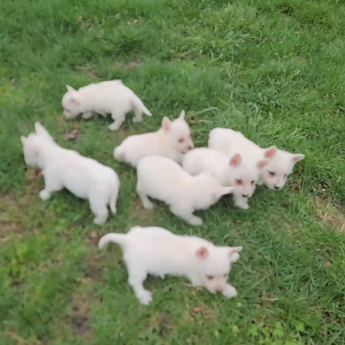 West Highland Terrier dogs for sale: Leo - Video 1