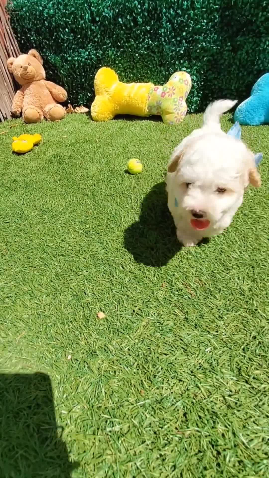 Maltipoo dogs for sale: WOODY  - Video 1
