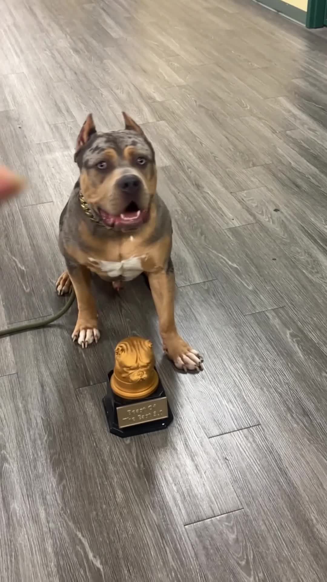 American Bully dogs for sale: American Bully 1 - Video 2