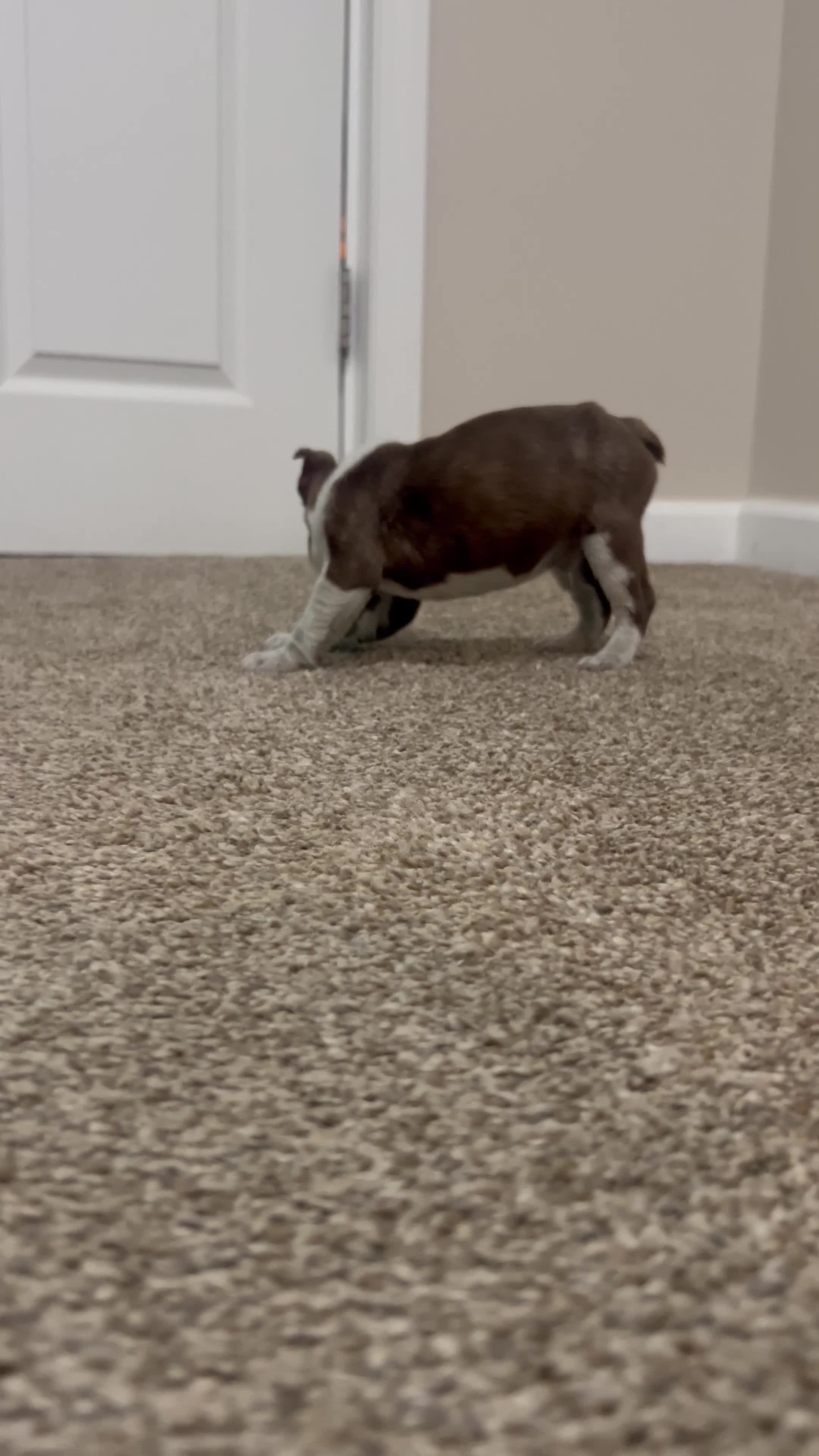 Boston Terrier dogs for sale: Dicky - Video 1