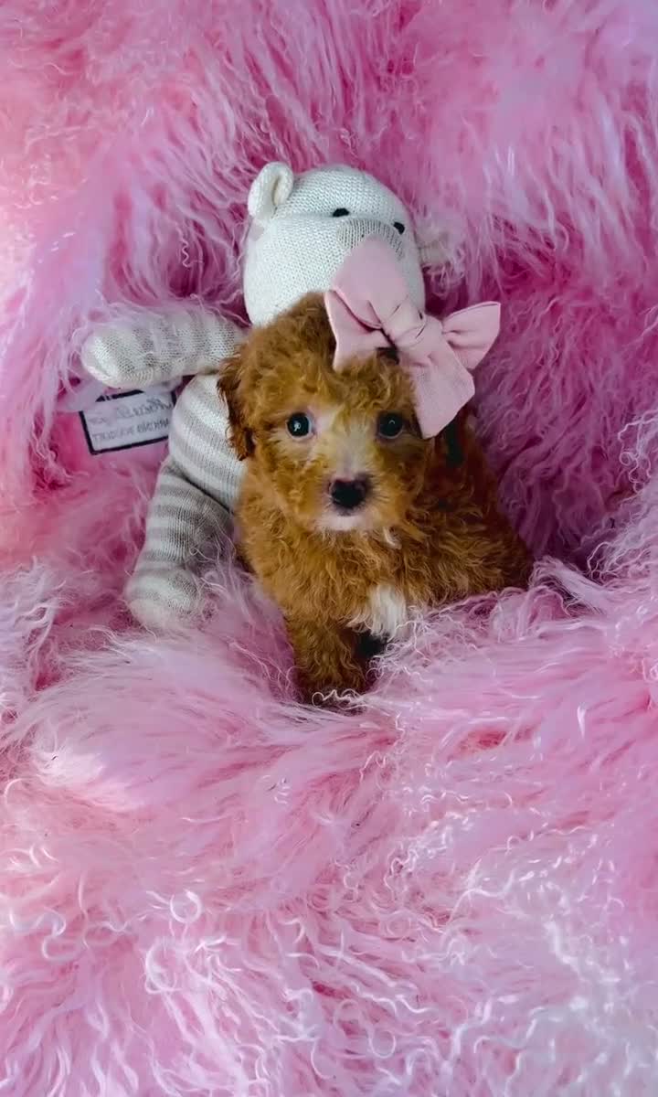 Toy Poodle dogs for sale: Toy Poodle  - Video 1