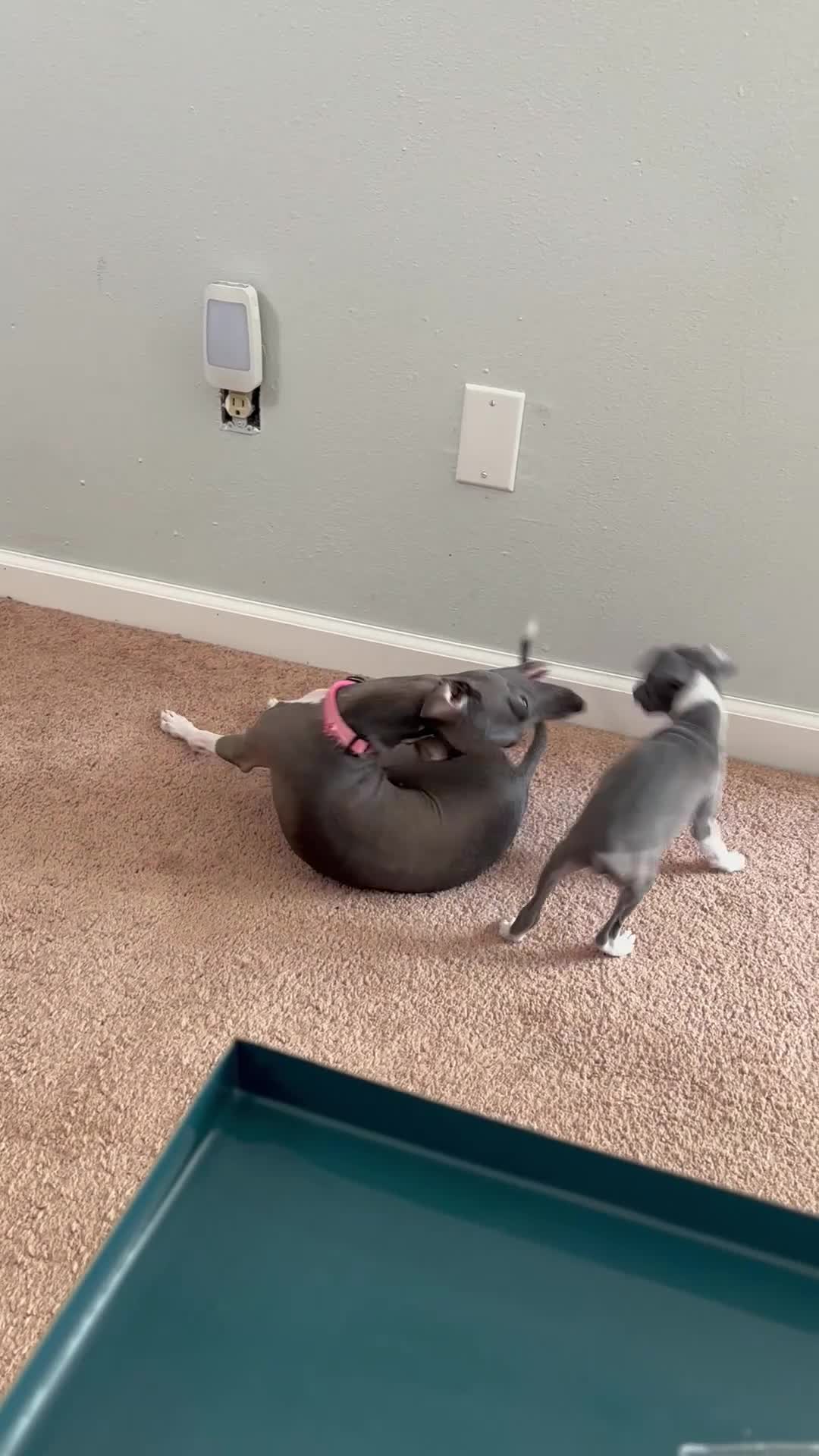 Italian Greyhound dogs for sale: Italian Greyhound 2 - Video 1