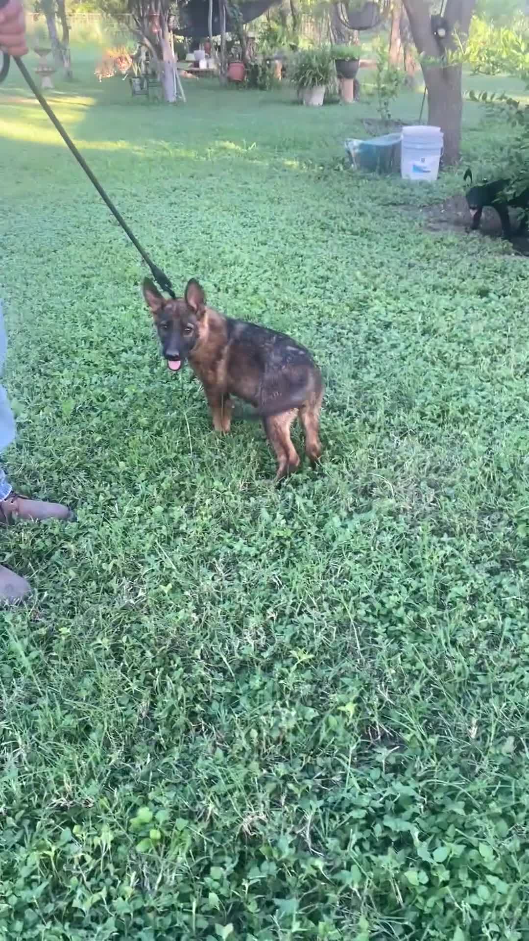 German Shepherd dogs for sale: German Shepherd 1 - Video 1