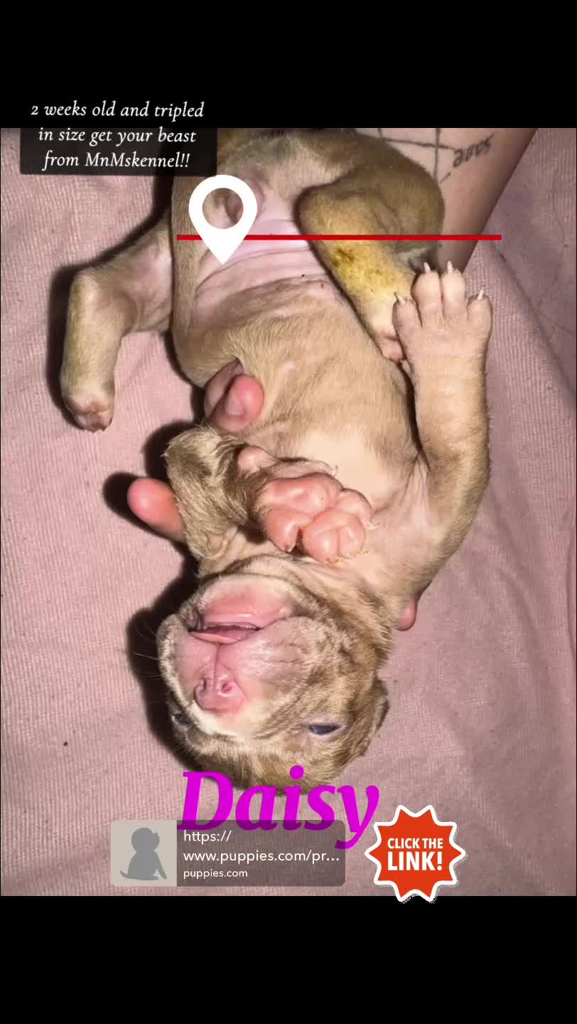 American Pit Bull Terrier dogs for sale: American Pit Bull Terrier Puppy 2 - Video 1