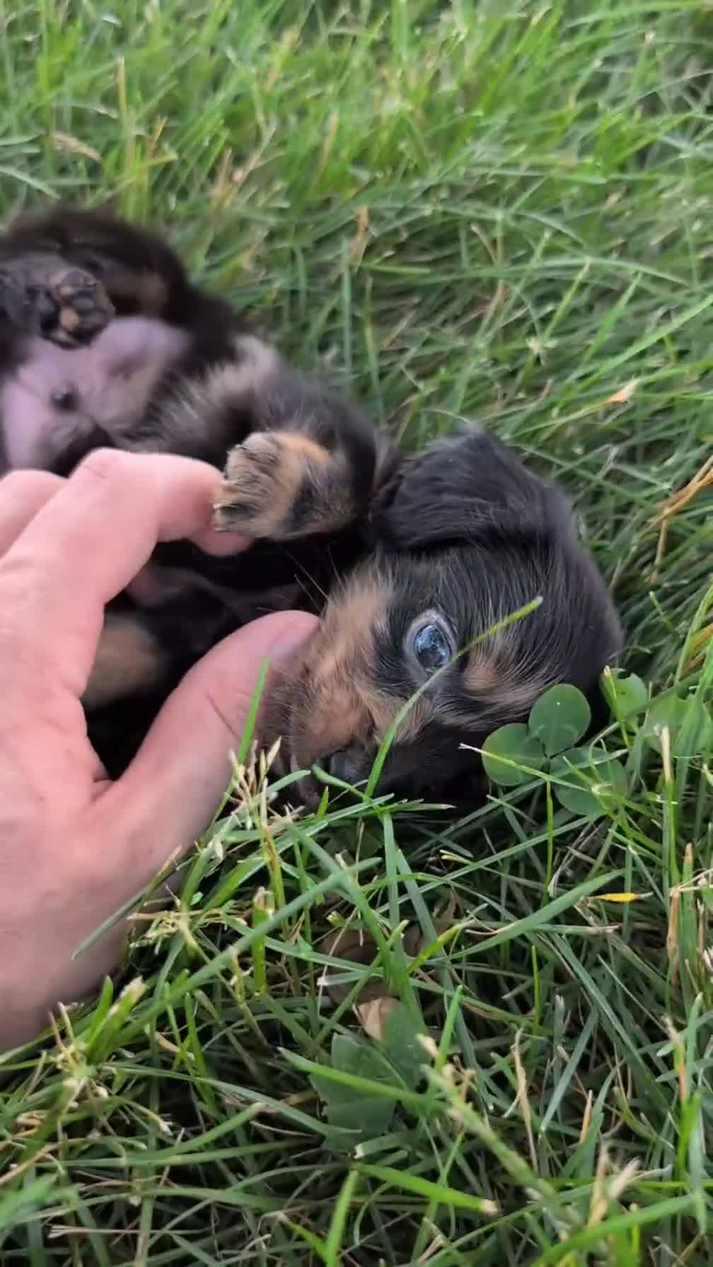 Miniature Dachshund dogs for sale: Loki  - Video 1