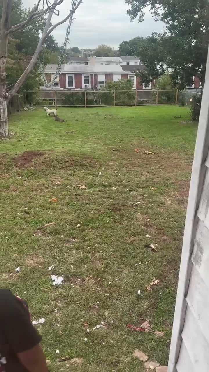 Mixed Breed dogs for sale: Pitbull husky mix  - Video 1