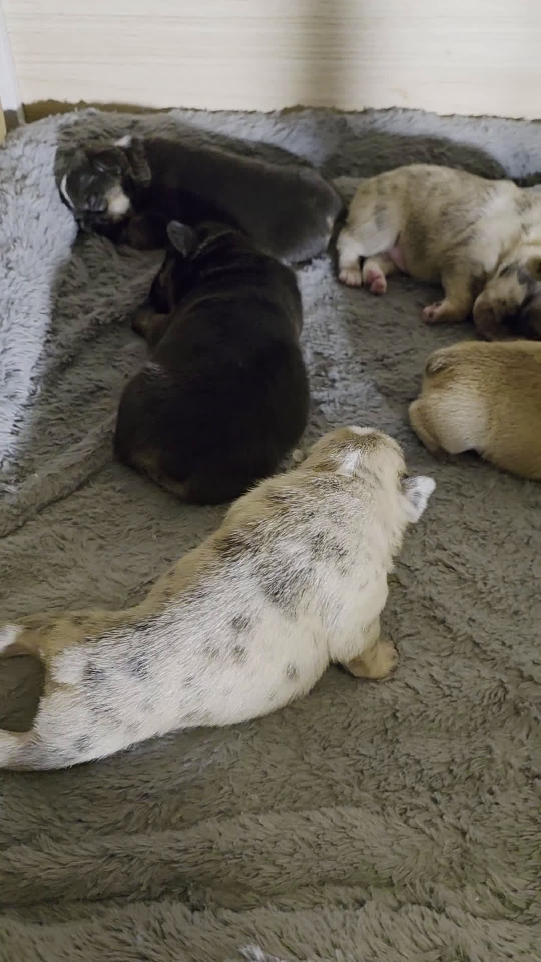 French Bulldog dogs for sale: French Bulldog Puppy 3 - Video 1