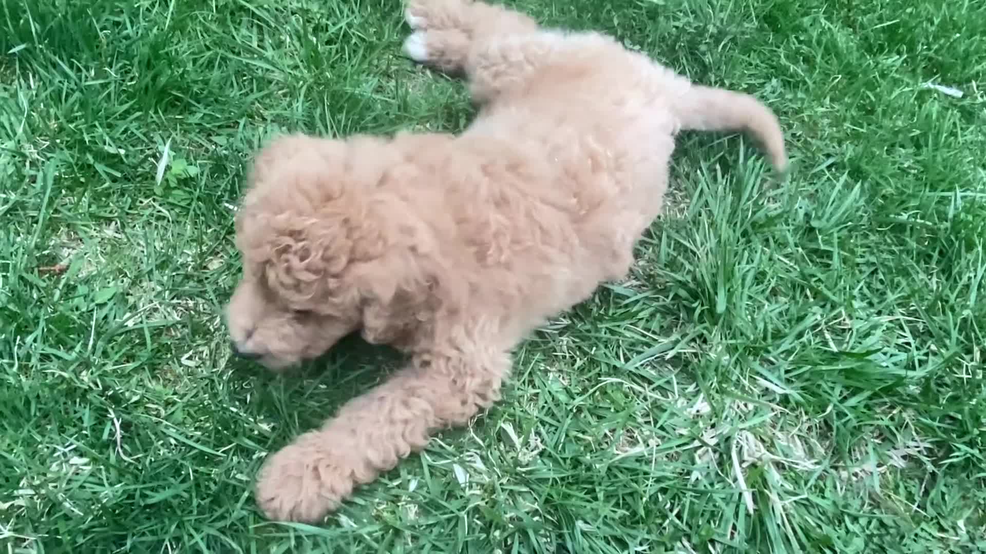 Goldendoodle dogs for sale: Goldendoodle Puppy 1 - Video 1