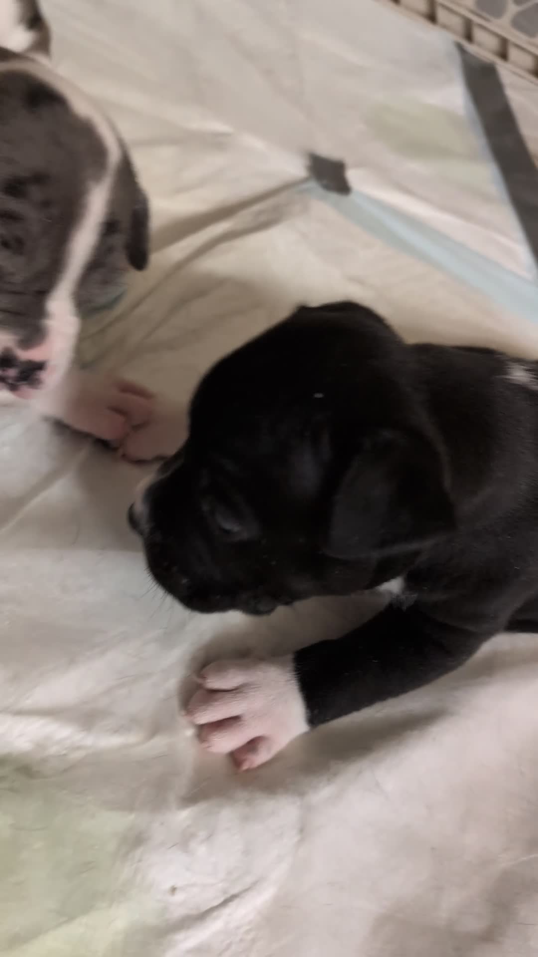 American Pit Bull Terrier dogs for sale: Midnight - Video 1
