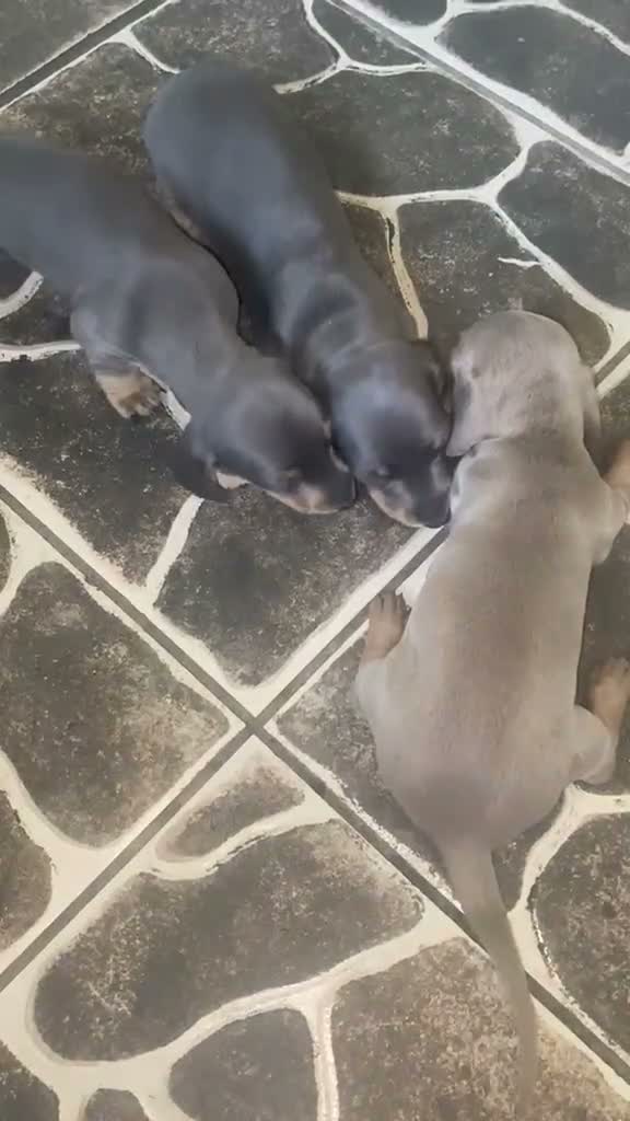Miniature Dachshund dogs for sale: Miniature Dachshund blue boy - Video 1