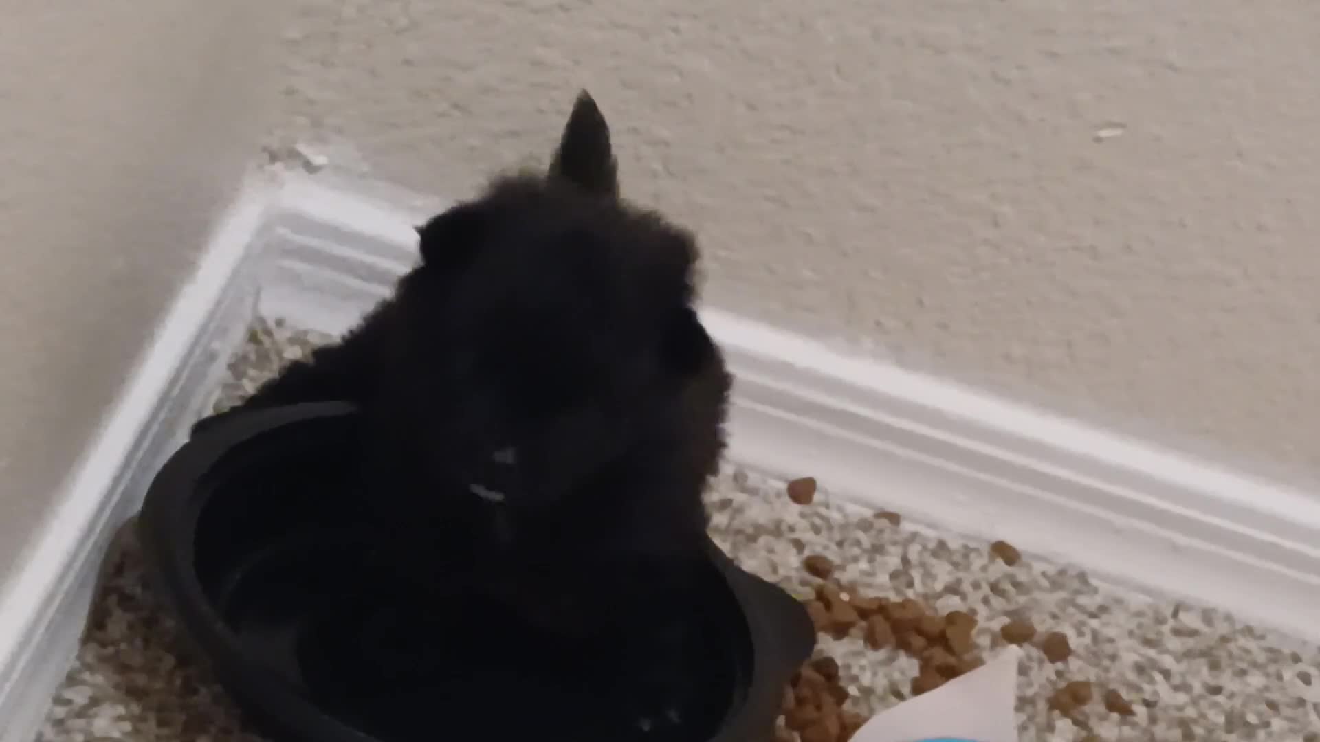 Pomeranian dogs for sale: Pomeranian 3 - Video 2