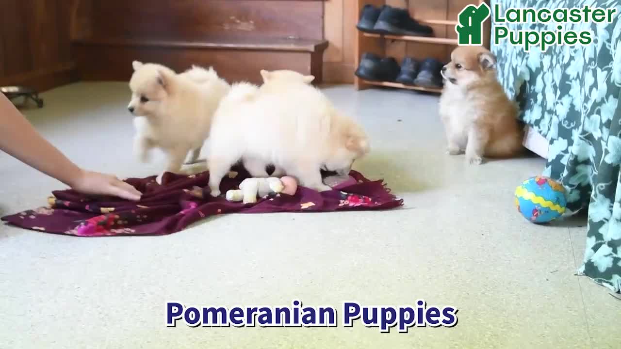 Pomeranian dogs for sale: Prince   - Video 1