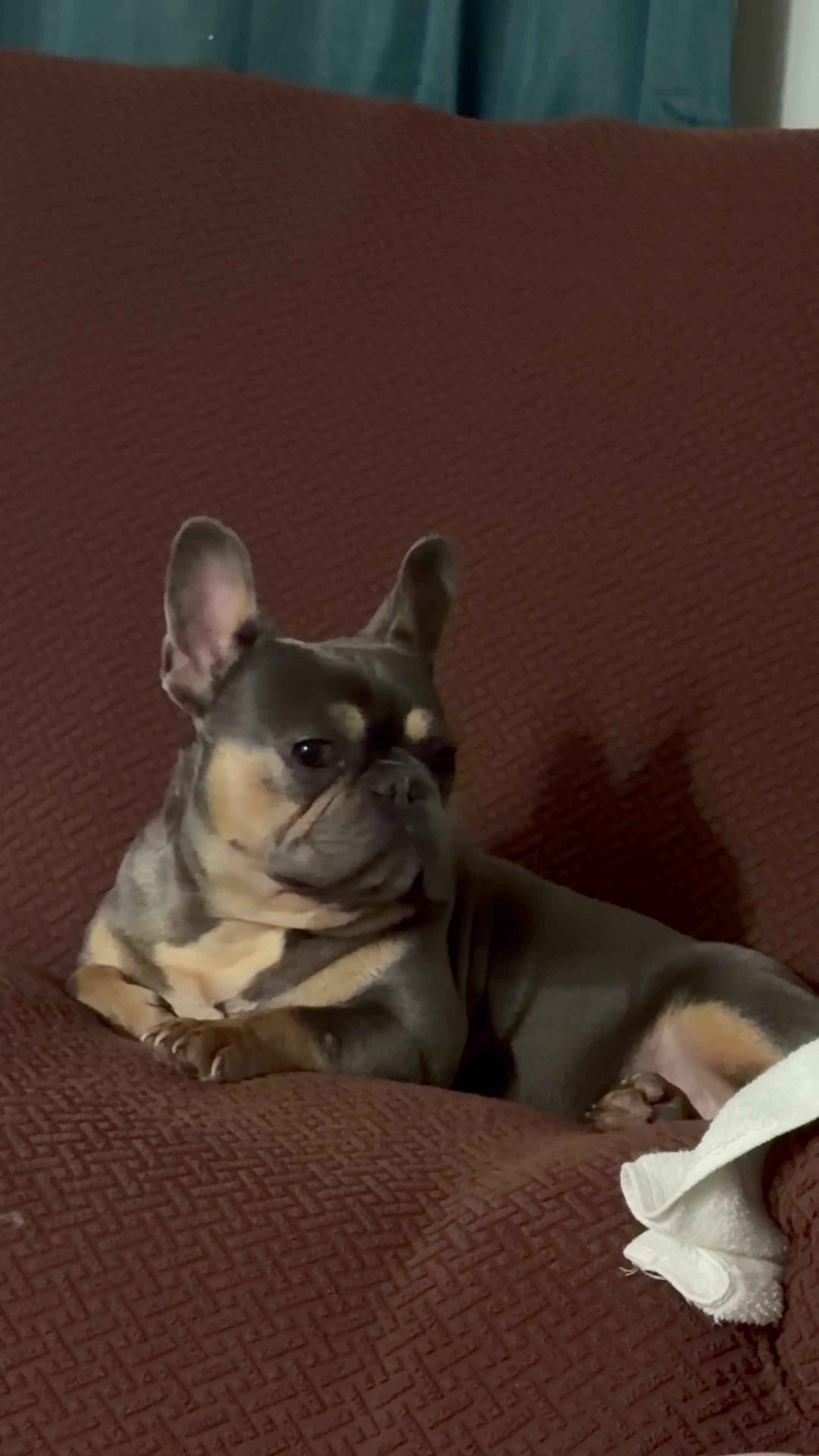 French Bulldog dogs for sale: Darling - Video 1