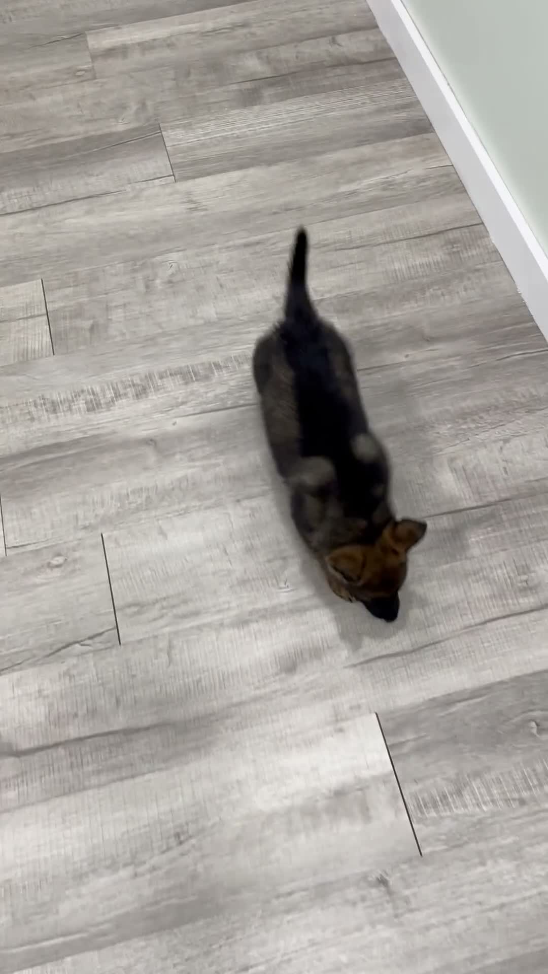 German Shepherd dogs for sale: Becky - Video 1