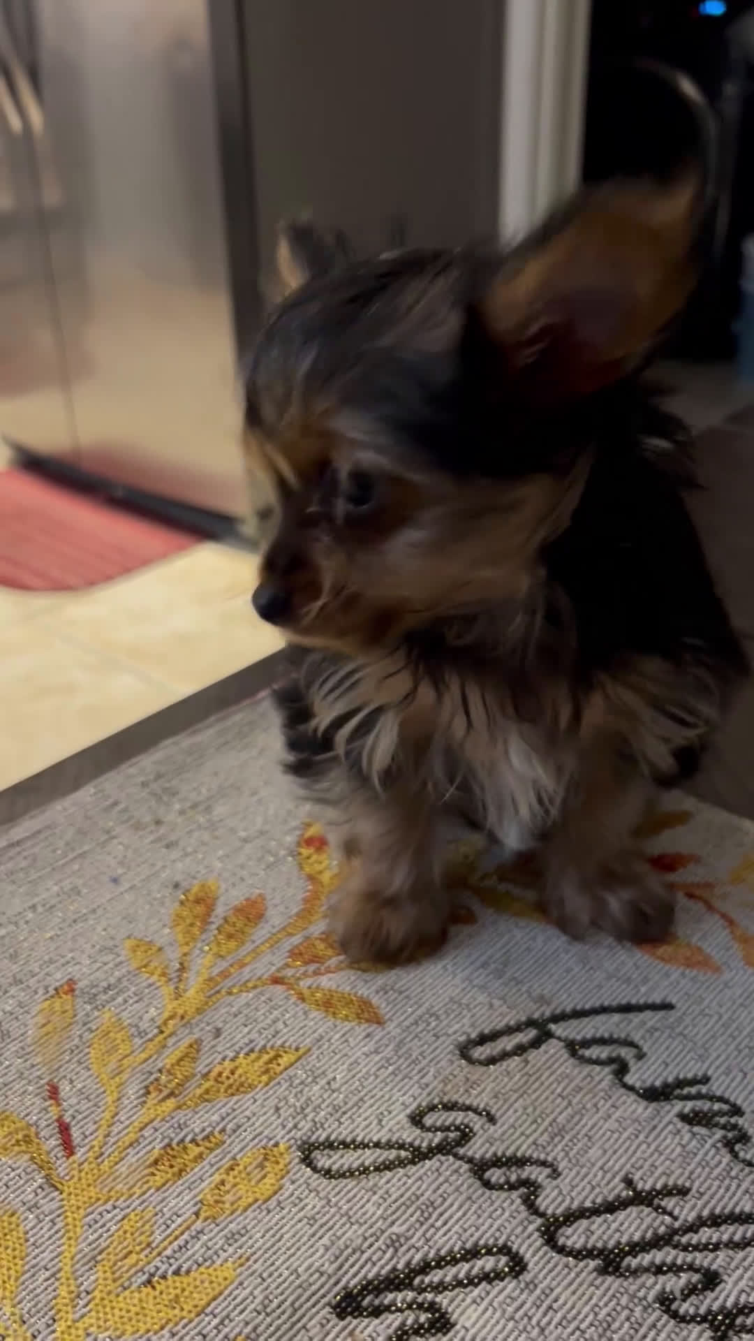 Yorkshire Terrier dogs for sale: Yorkshire Terrier Puppy 3 - Video 1