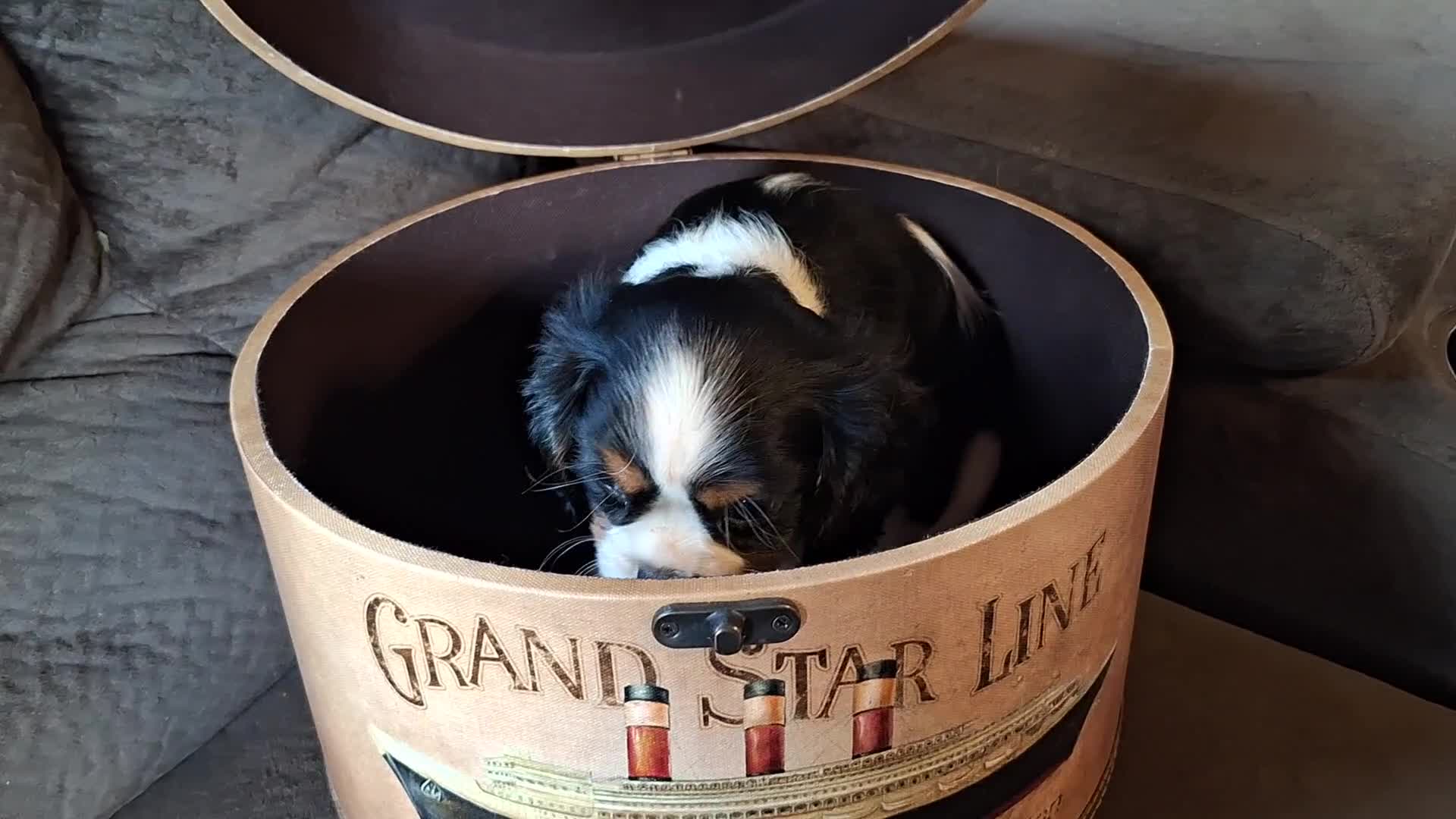 Cavalier King Charles Spaniel dogs for sale: Wesley - Video 1