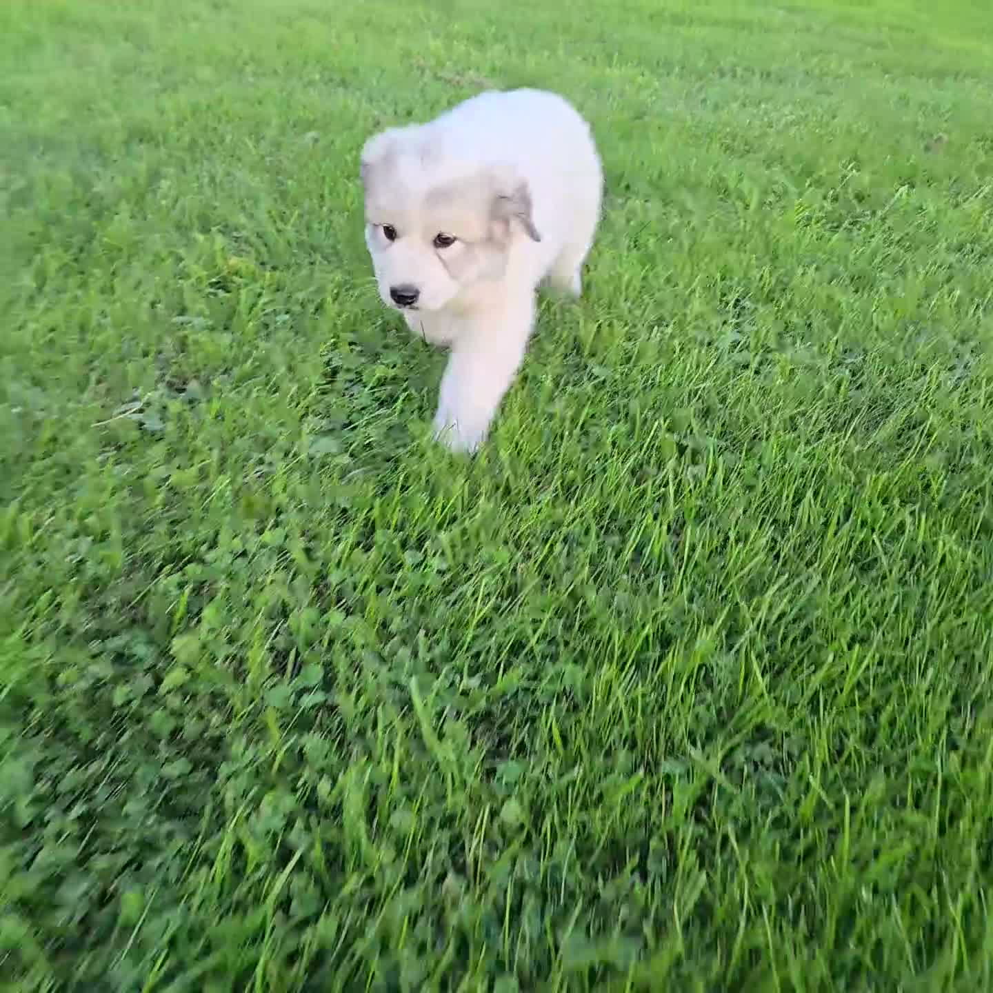 Great Pyrenees dogs for sale: Kate - Video 1