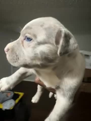 Mixed Breed dogs for sale: 7even - Video 1