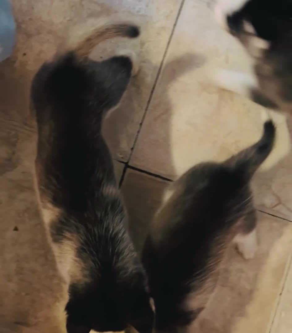 Siberian Husky dogs for sale: Siberian Husky 2 Max - Video 1