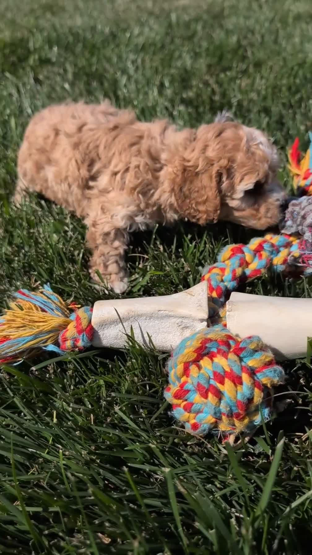 Cockapoo dogs for sale: Lando  - Video 1