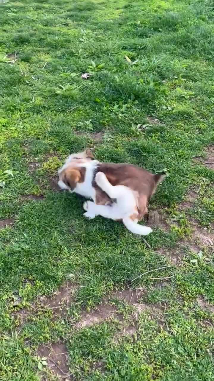 Mixed Breed dogs for sale: Sweet 9-Week-Old Puppy (Corgi & Shih Tzu Mix) – Vaccinated & Dewormed - Video 1