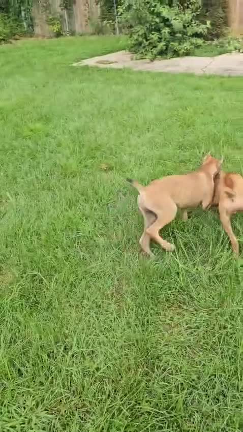 Cane Corso dogs for sale: ACE - Video 1