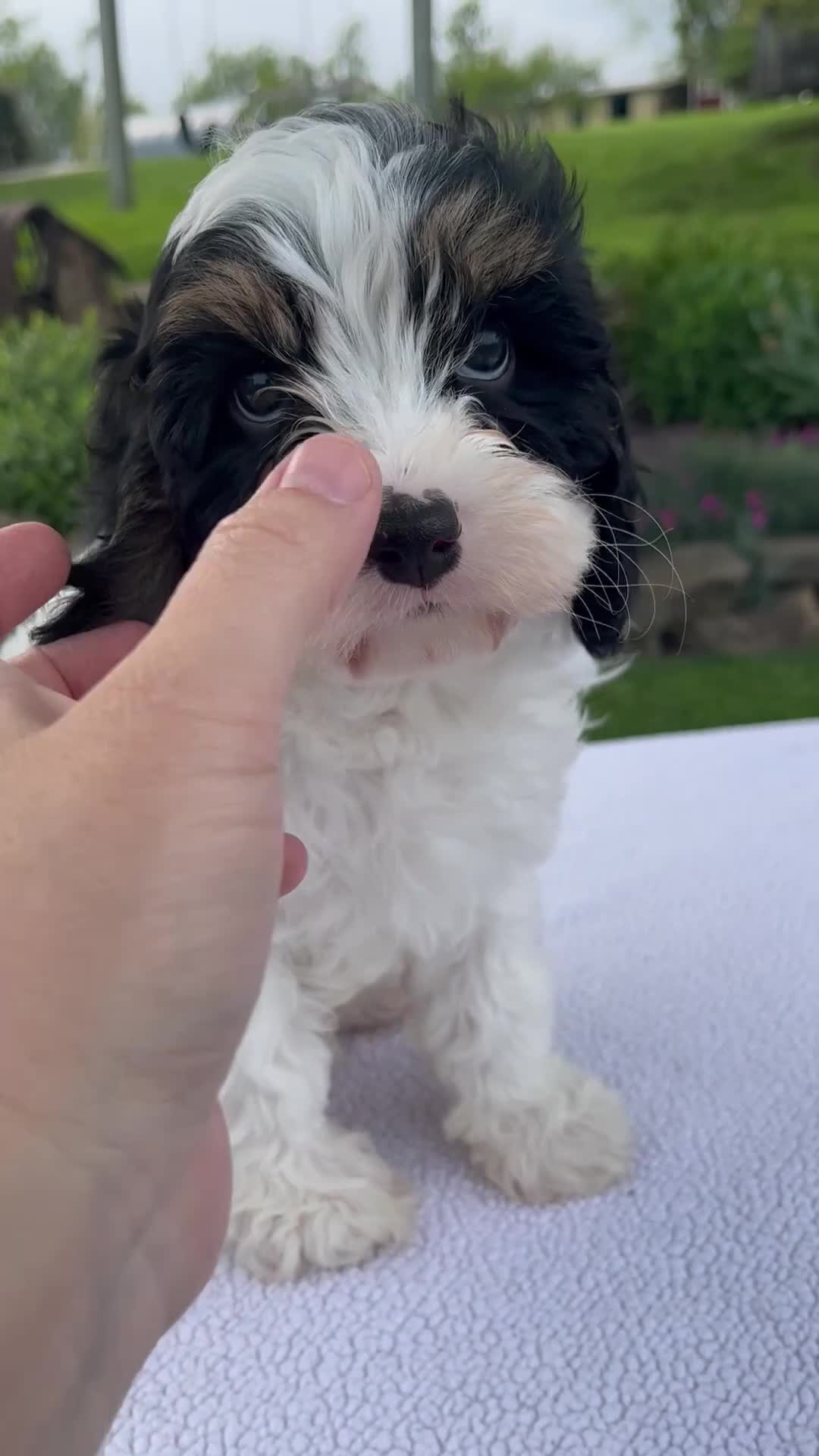 Cavapoo dogs for sale: Asher - Video 1