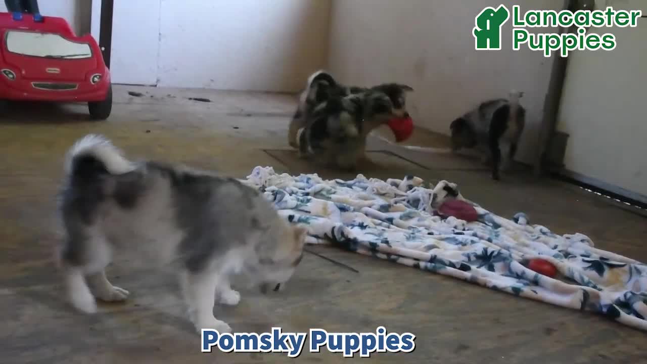 Pomsky dogs for sale: Alivia - Video 1