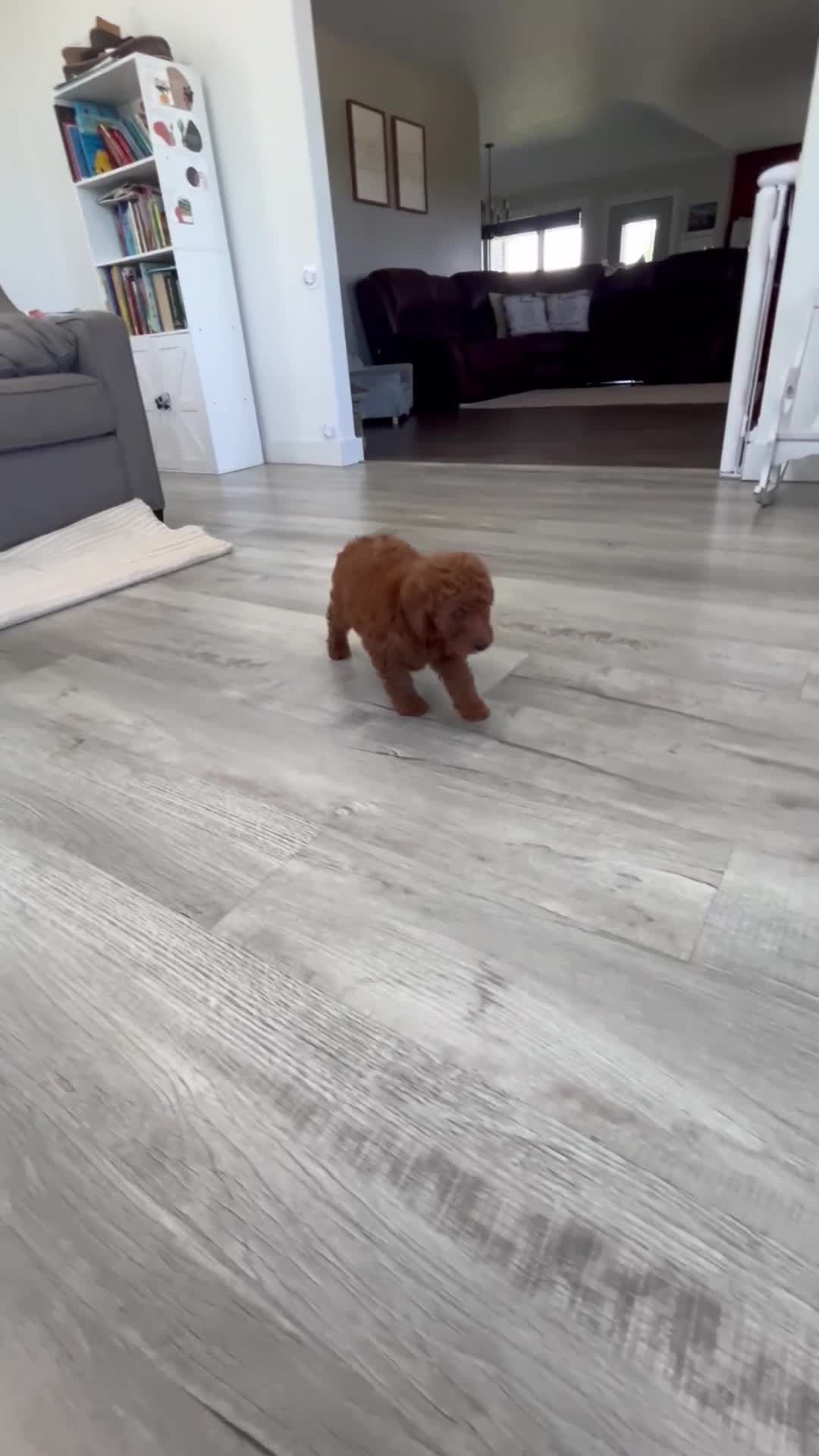 Mini Goldendoodle dogs for sale: Alani - Video 1
