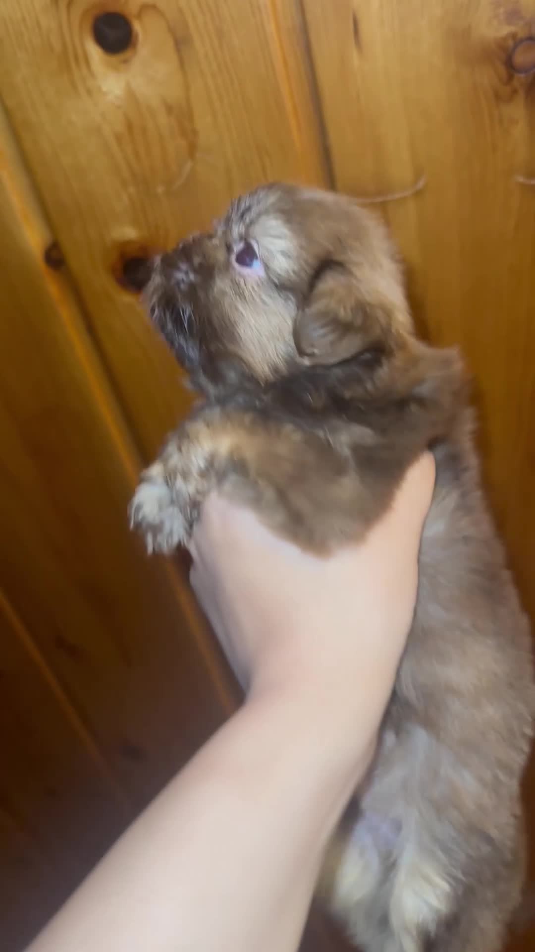 Shih Tzu dogs for sale: Rex - Video 1