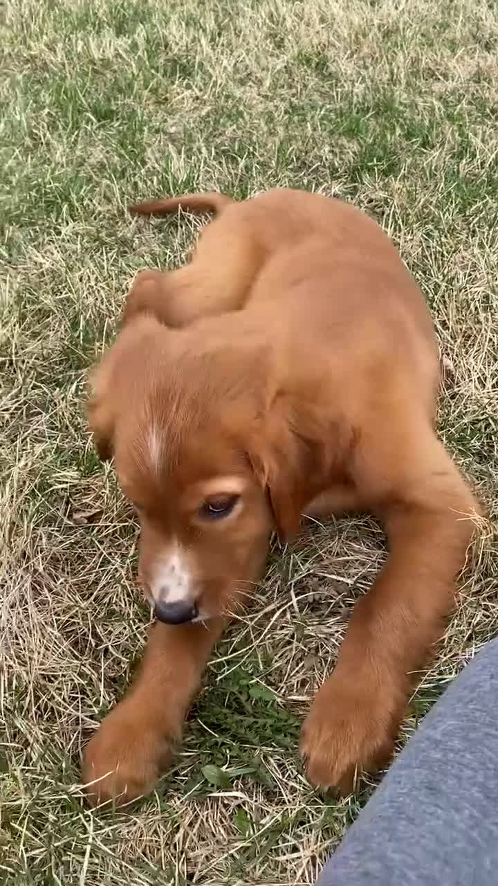 Mixed Breed dogs for sale: Blaze - Video 1