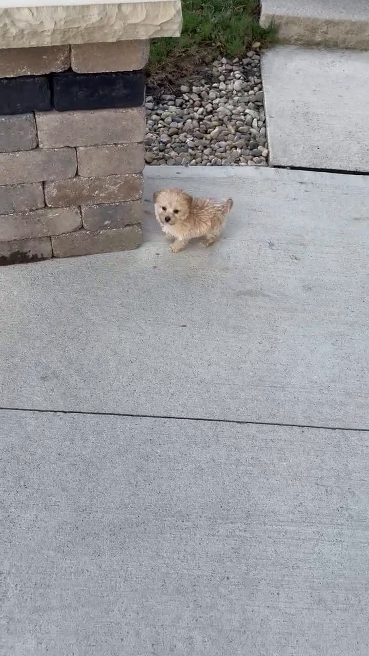 Yorkiepoo dogs for sale: Max - Video 1