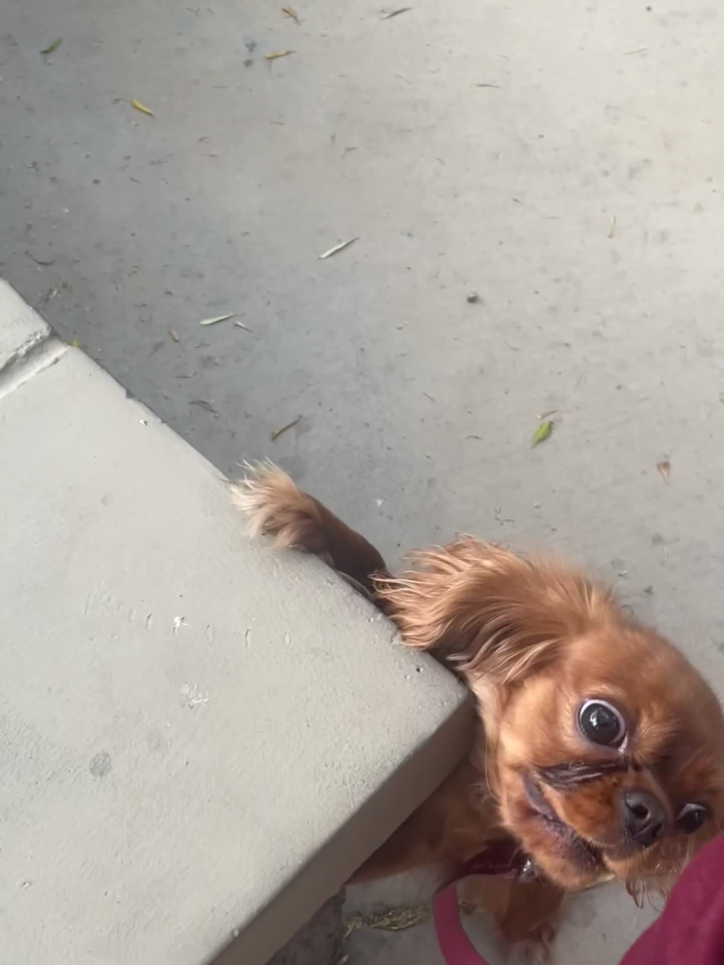 Cavalier King Charles Spaniel dogs for sale: Cavalier King Charles Spaniel Puppy 1 - Video 1