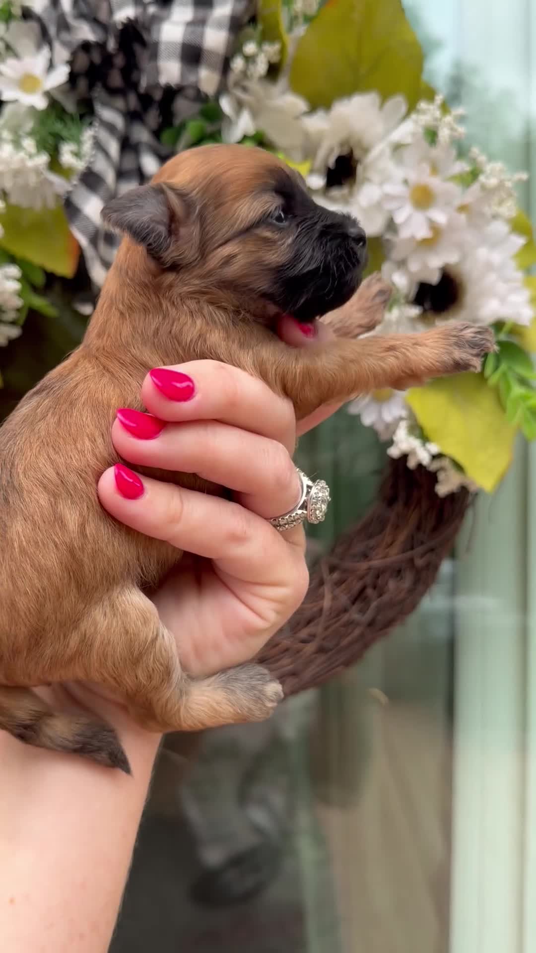Mixed Breed dogs for sale: Millie - Video 1