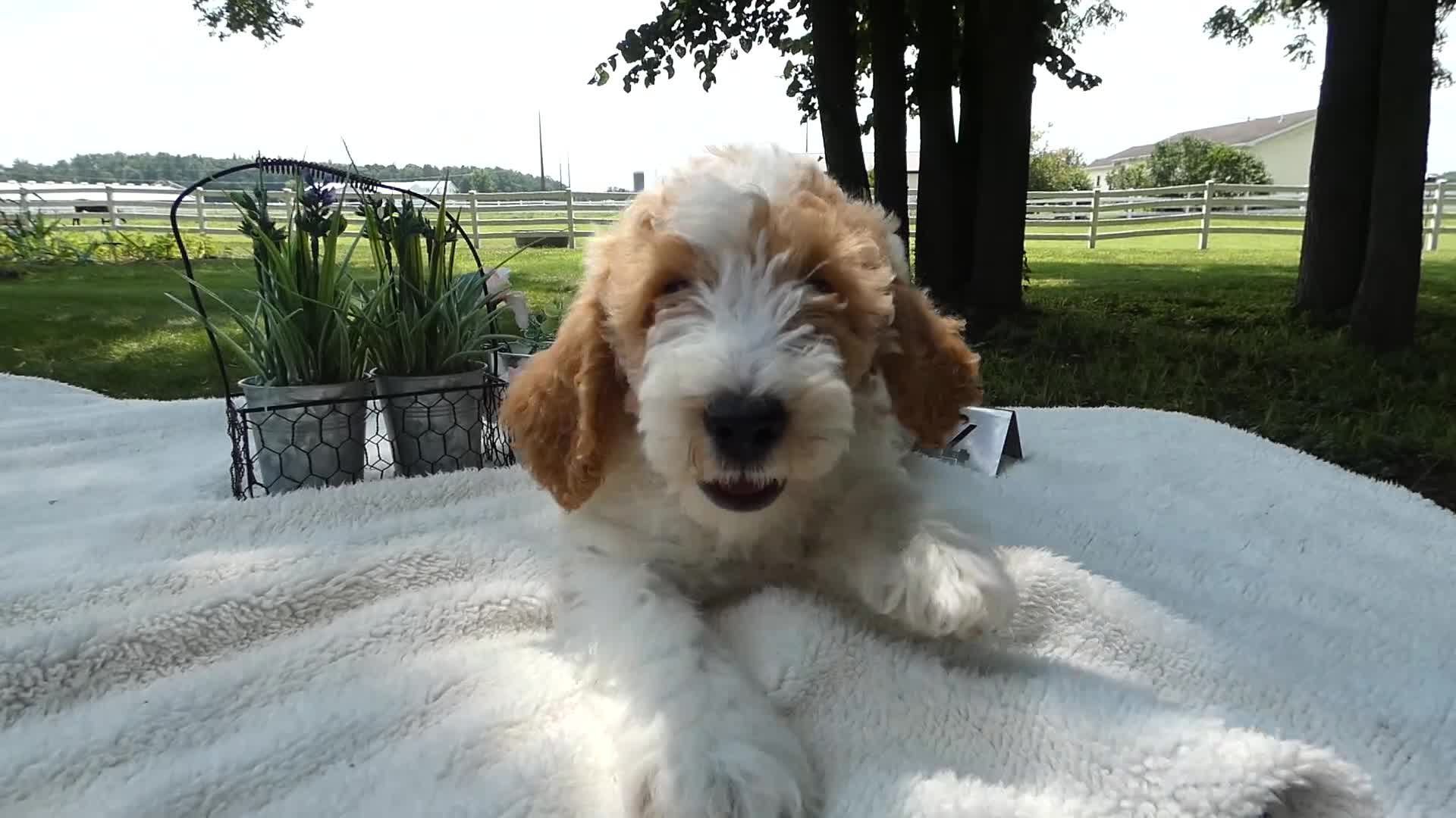 Mini Goldendoodle dogs for sale: Mini Goldendoodle 4 Ryan - Video 1