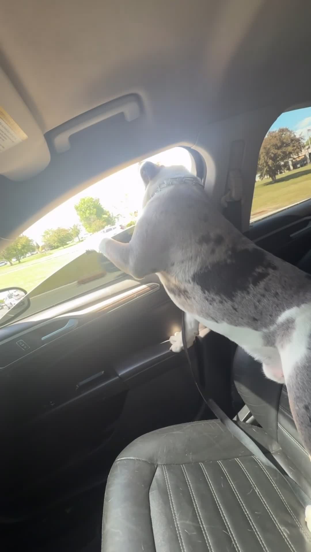 Olde English Bulldogge dogs for sale: Olde English Bulldogge 1 - Video 1