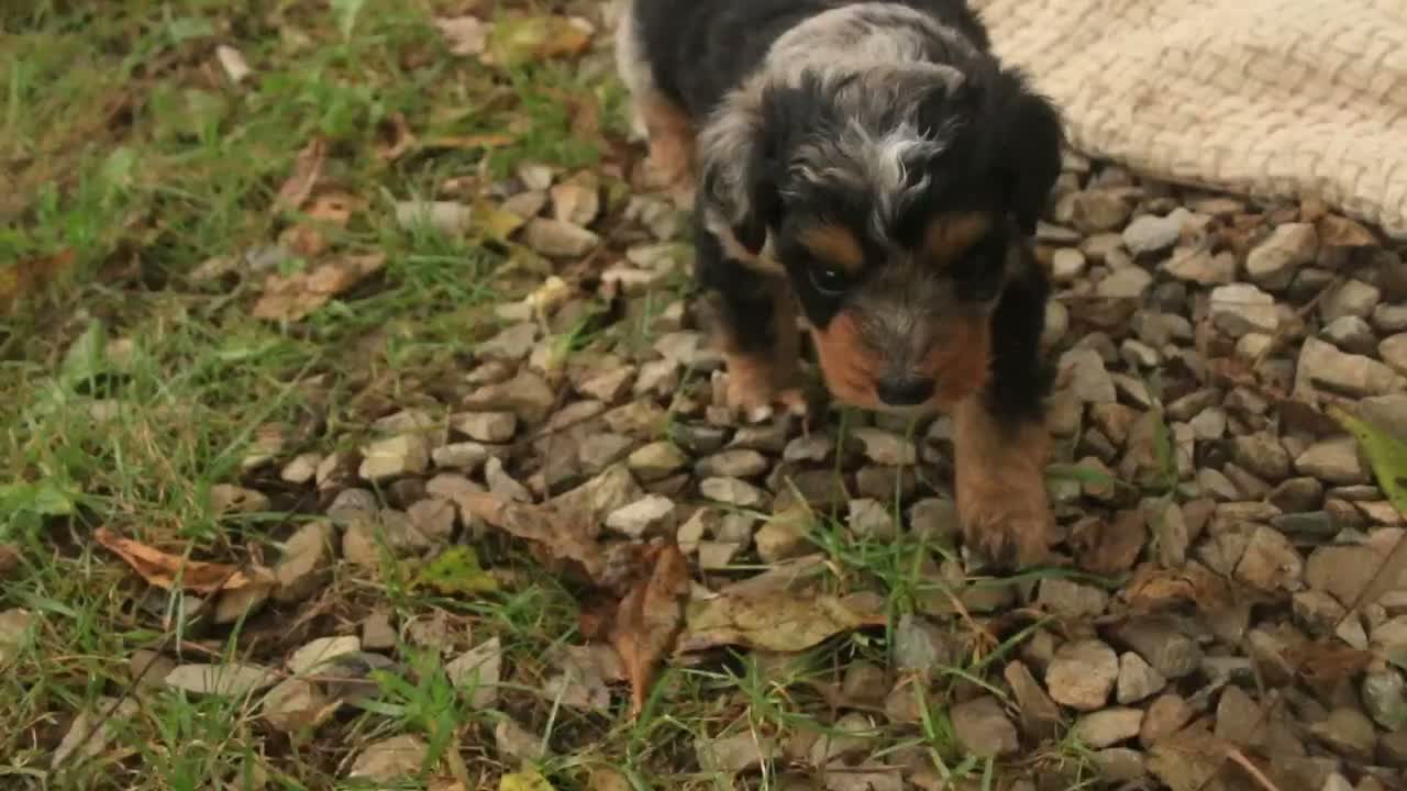 Mini Bernedoodle dogs for sale: Harvest F1 Mini Bernedoodle  - Video 2
