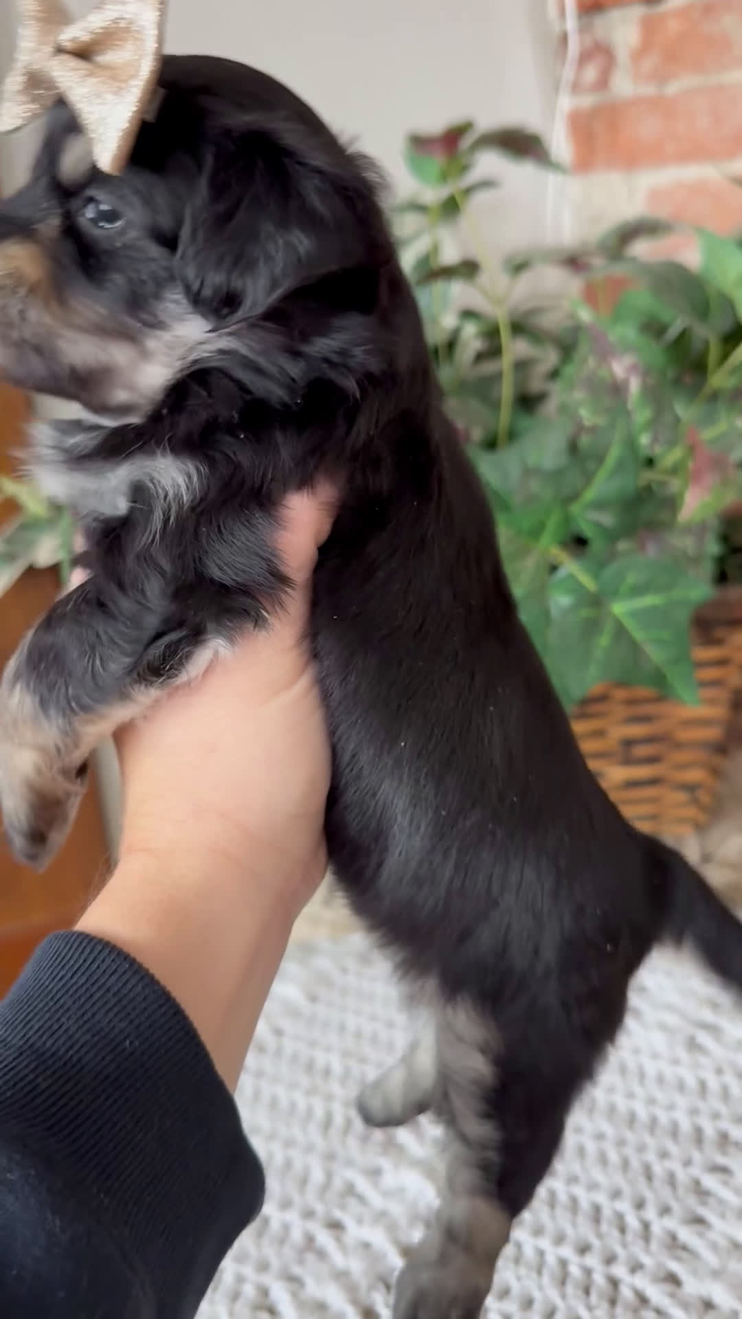 Mini Aussiedoodle dogs for sale: Jade - Video 1