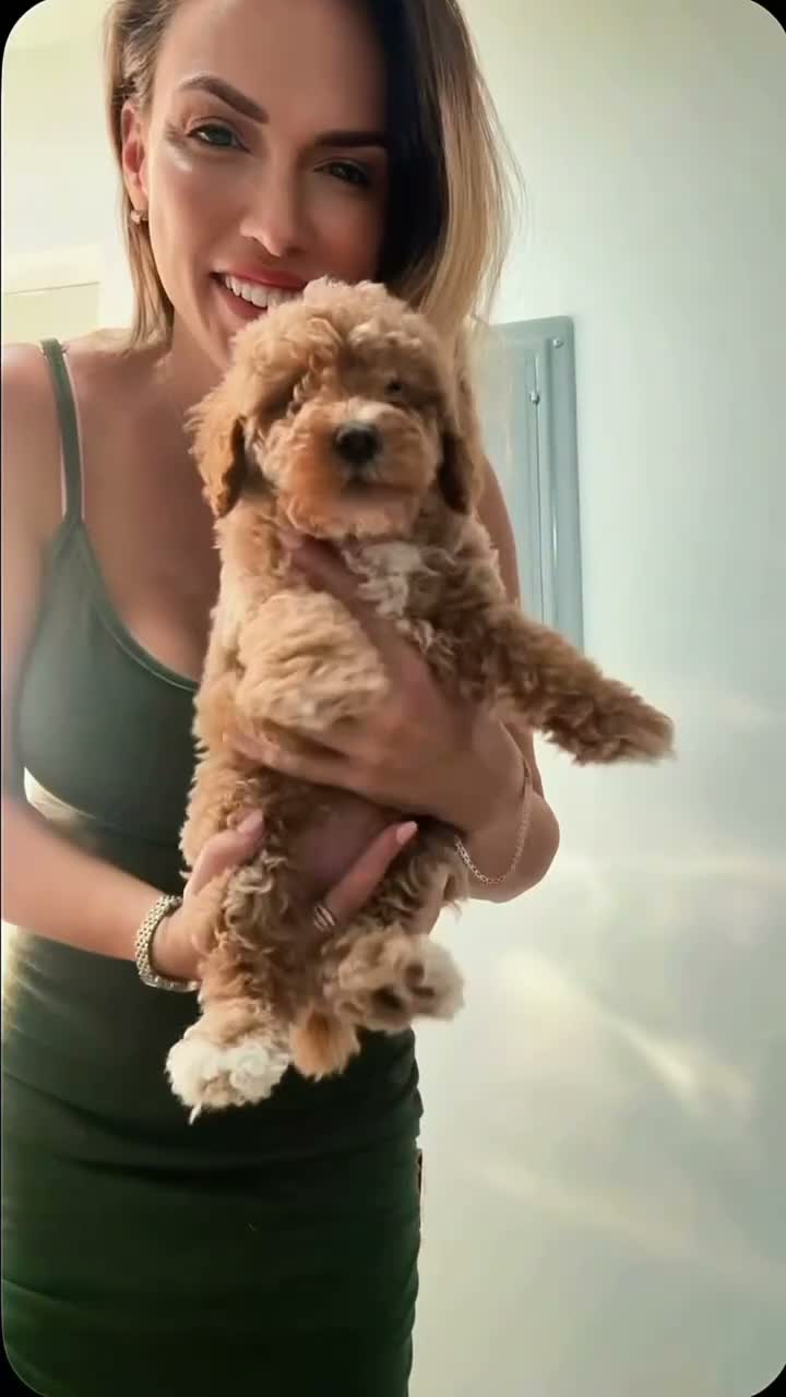 Mini Goldendoodle dogs for sale: Mini Goldendoodle Male 2 - Video 2