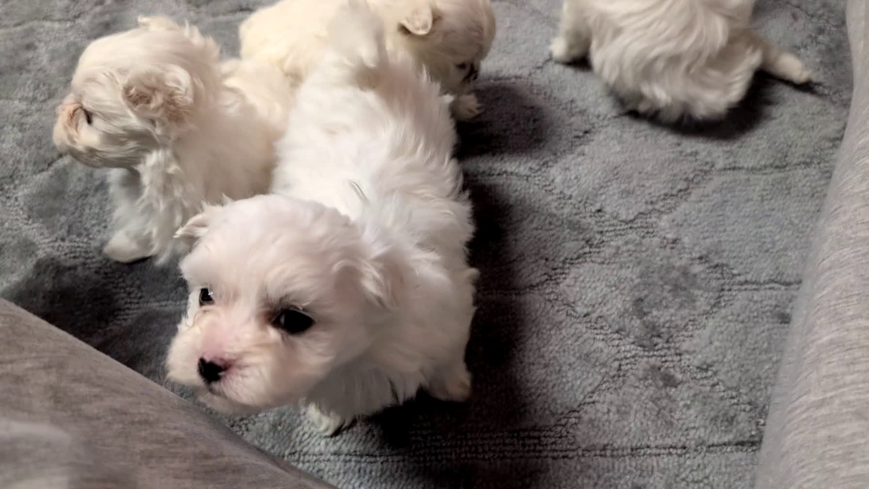 Maltese dogs for sale: Koko - Video 3