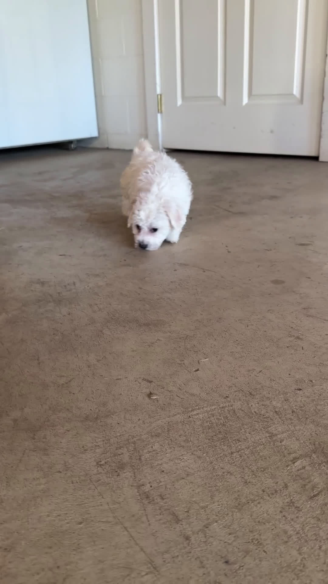 Bichon Frise dogs for sale: Harper - Video 1