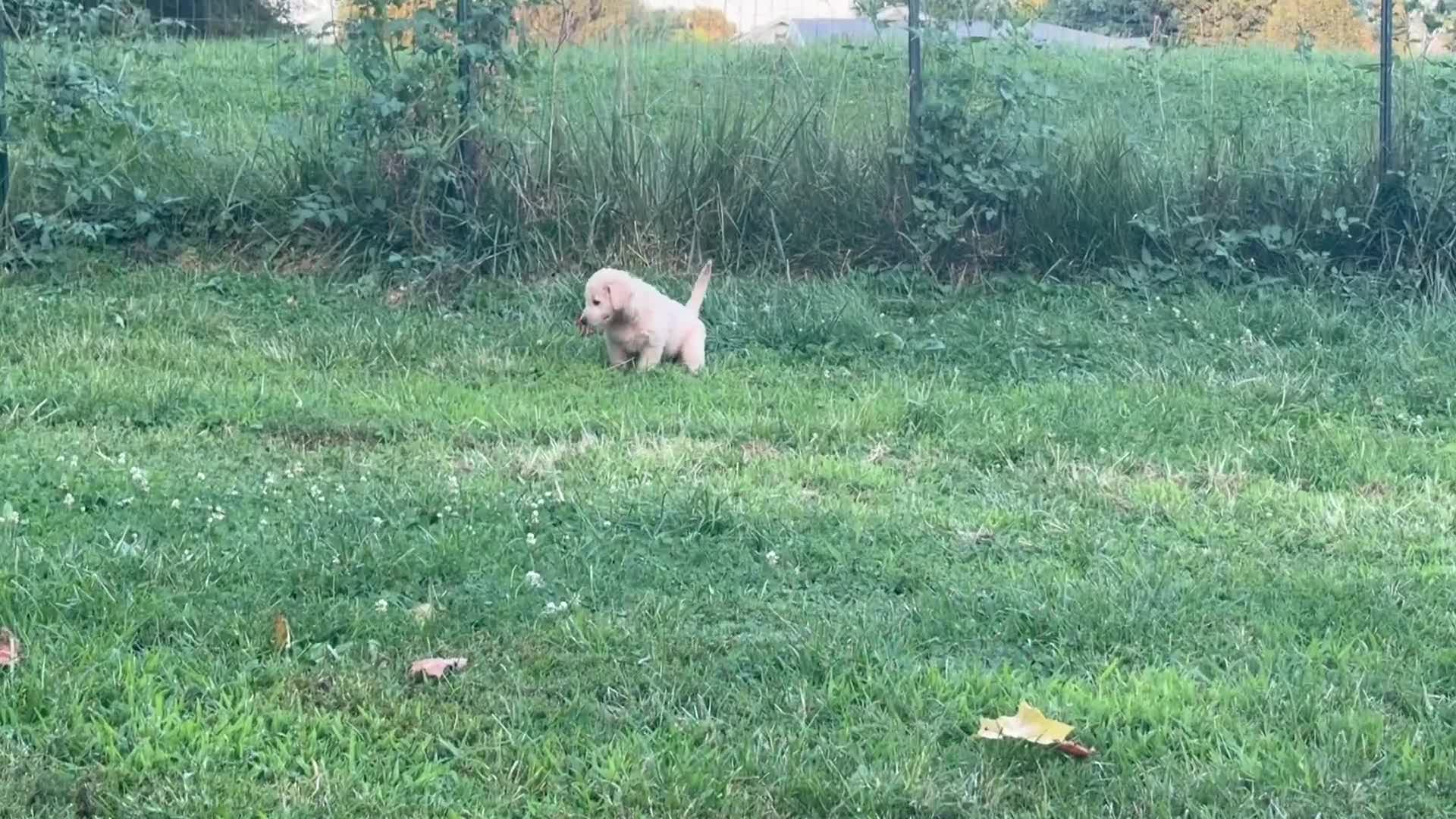 Mini Goldendoodle dogs for sale: Mini Goldendoodle BISCUIT  - Video 2