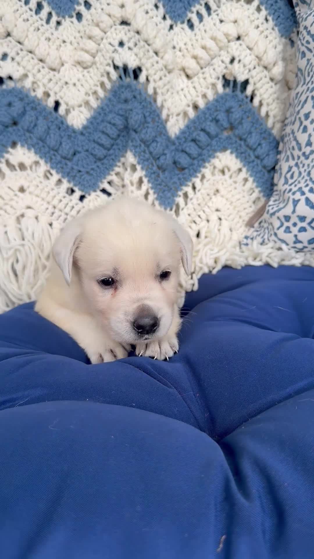 Labrador Retriever dogs for sale: Labrador Retriever 4 - Video 1