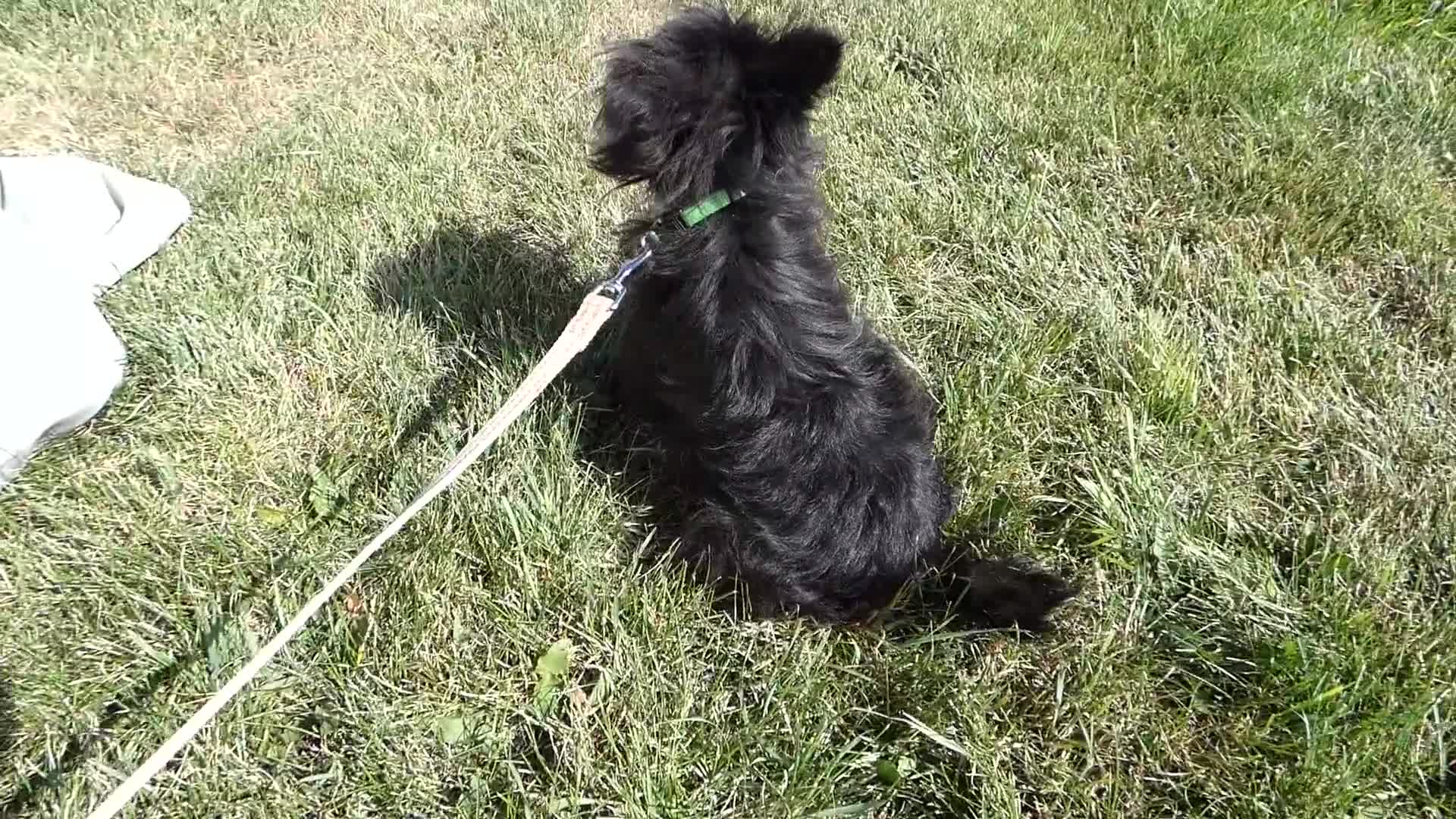 Pomapoo dogs for sale: Pomapoo 1 Melanie - Video 1