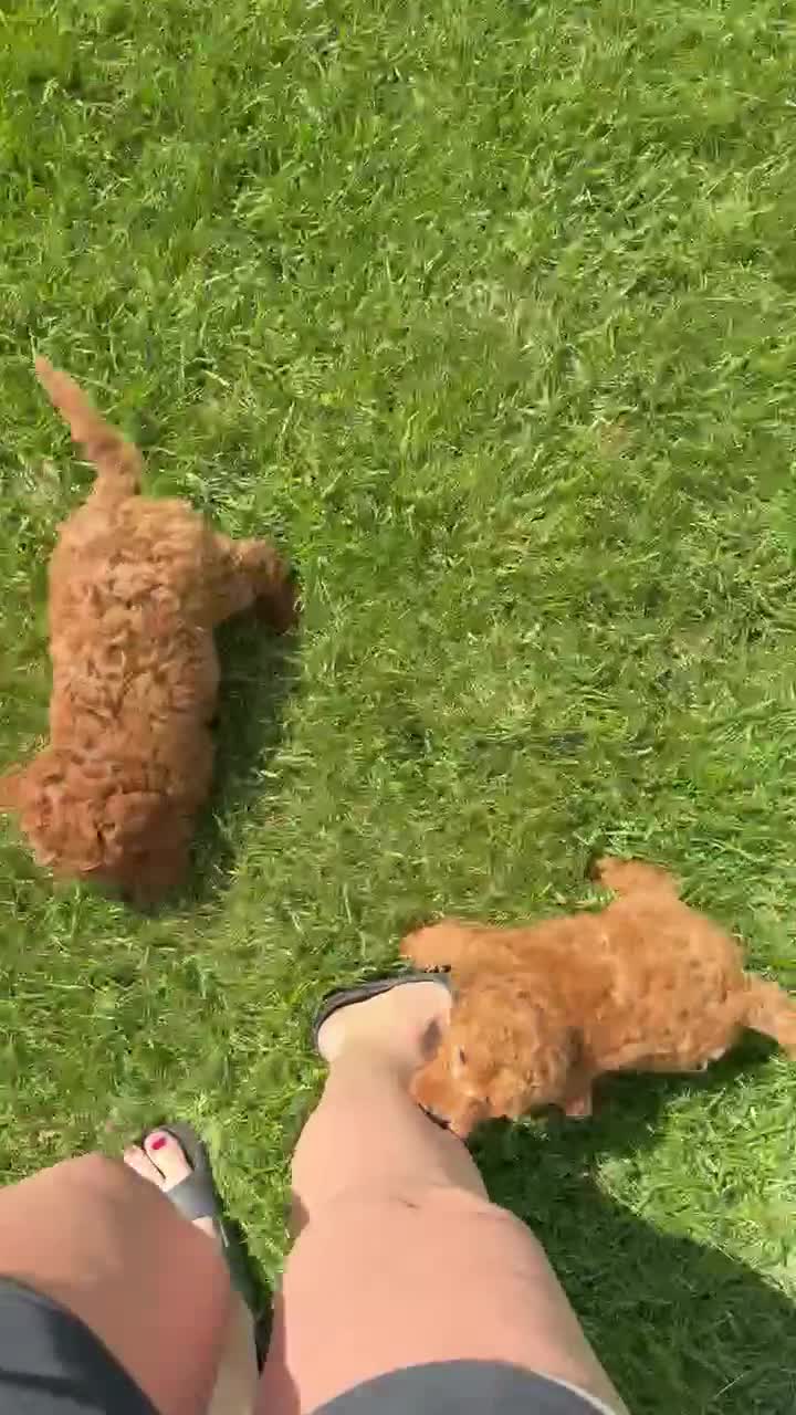 Cockapoo dogs for sale: Kenya - Video 1